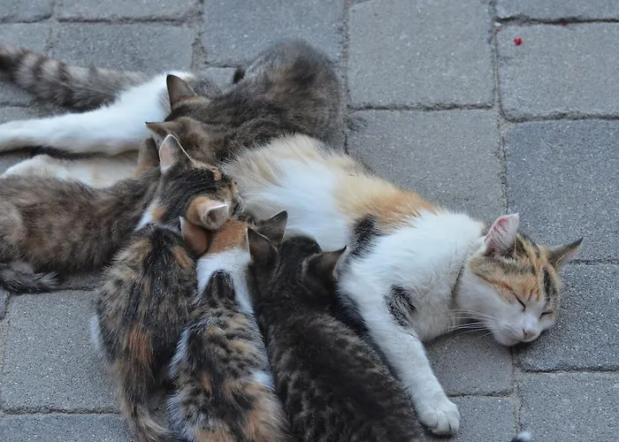 Vakantieboerderij Rossingerhof