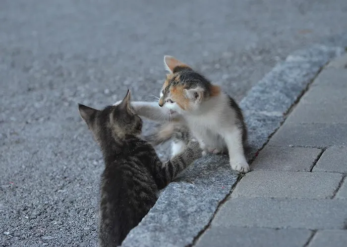 Rossingerhof Vakantieboerderij